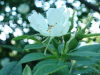 Růže polní bělokvětá (Rosa agrestis var albiflora)