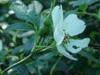 Růže polní bělokvětá (Rosa agrestis var albiflora)