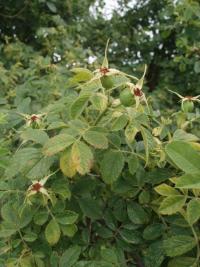 Růže polní bělokvětá (Rosa agrestis var albiflora)