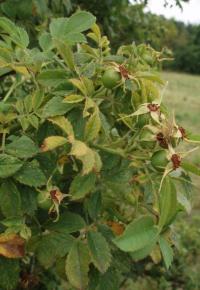 Růže polní bělokvětá (Rosa agrestis var albiflora)