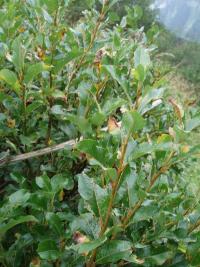 Vrba valdštejnská (Salix waldsteiniana)