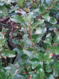 Vrba valdštejnská (Salix waldsteiniana)