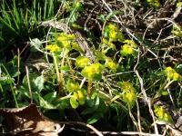 Śledziennica skrętolistna (Chrysosplenium alternifolium)
