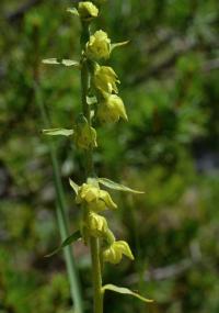 Kruštík tmavočervený (Epipactis atrorubens)