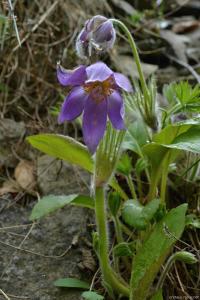 Koniklec otevřený (Pulsatilla patens)
