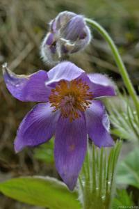 Koniklec otevřený (Pulsatilla patens)