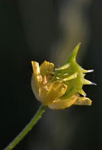 Pryskyřník rolní (Ranunculus arvensis)