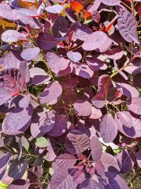 Ruj vlasatá (Cotinus coggygria)