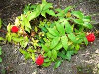 Ostružiník jahodnatý (Rubus illecebrosus)