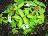 Ostružiník jahodnatý (Rubus illecebrosus)