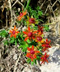 Lomikámen vždyživoucí (Saxifraga aizoides)