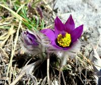 Koniklec slovenský (Pulsatilla slavica)