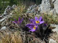Koniklec slovenský (Pulsatilla slavica)