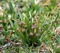 Vstaváček alpínský (Chamorchis alpina)