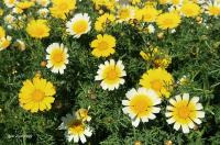 Zlateň věncová (Glebionis coronaria)