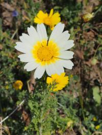 Zlateň věncová (Glebionis coronaria)