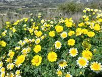 Zlateň věncová (Glebionis coronaria)