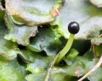 Pobřežnice obecná (Pellia epiphylla)