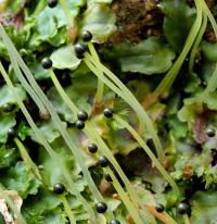 Pobřežnice obecná (Pellia epiphylla)