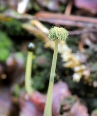 Pobřežnice obecná (Pellia epiphylla)