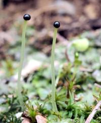 Pobřežnice obecná (Pellia epiphylla)