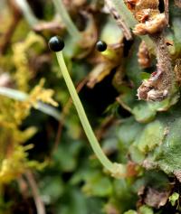 Pobřežnice obecná (Pellia epiphylla)