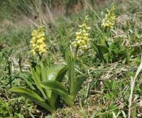 Vstavač bledý (Orchis pallens)
