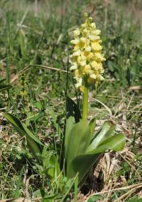Vstavač bledý (Orchis pallens)