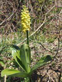 Vstavač bledý (Orchis pallens)