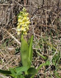 Vstavač bledý (Orchis pallens)