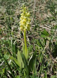 Vstavač bledý (Orchis pallens)
