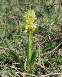 Vstavač bledý (Orchis pallens)