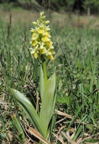 Vstavač bledý (Orchis pallens)