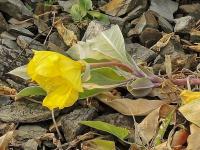 Pupalka missourská (Oenothera macrocarpa subsp incana)