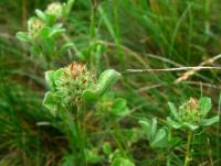 Jetel žíhaný (Trifolium striatum)