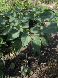 Durman neškodný (Datura innoxia)