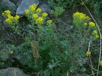 Tařinka zední (Alyssum murale)