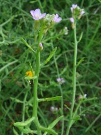 Pomořanka přímořská (Cakile maritima)