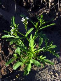 Pomořanka přímořská (Cakile maritima)