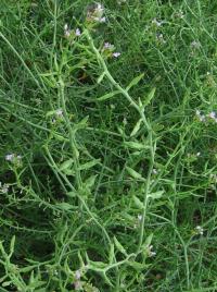 Pomořanka přímořská (Cakile maritima)