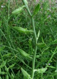 Pomořanka přímořská (Cakile maritima)