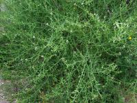 Pomořanka přímořská (Cakile maritima)