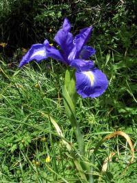 Iris latifolia - kosatec
