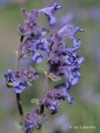 Šanta zkřížená (Nepeta x faassenii)
