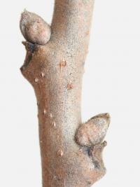 Svitel latnatý (Koelreuteria paniculata)