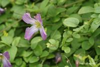 Plamének alpský (Clematis alpina)