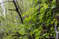 Plamének alpský (Clematis alpina)