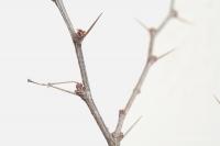 Dřišťál Thunbergův (Berberis thunbergii)