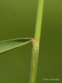 Pýr plazivý (Elymus repens)