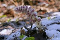 Podbílek šupinatý (Lathraea squamaria)